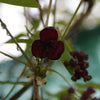 15 CHOCOLATE VINE Edible Fruit Akebia Trifoliata Flower Ornamental Climber Seeds