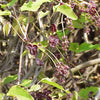 15 CHOCOLATE VINE Edible Fruit Akebia Trifoliata Flower Ornamental Climber Seeds