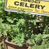 1000 TENDERCRISP CELERY Stalks & Leaves Apium Graveolens Vegetable Seeds