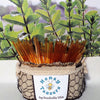 5 Pack MINT HONEY TEASERS Natural Honey Snack Sticks Honeystix Straws