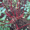 25 FIRE and ICE DOGWOOD Cornus Alba Shrub Tree Variegated Red Bark White Berry & Flower Seeds