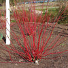 25 FIRE and ICE DOGWOOD Cornus Alba Shrub Tree Variegated Red Bark White Berry & Flower Seeds