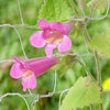 10 MIXED DRAGONSNAP VINE Asarina Scandens Climbing Snapdragon Pink Blue Red White Flower Seeds