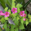 10 MIXED DRAGONSNAP VINE Asarina Scandens Climbing Snapdragon Pink Blue Red White Flower Seeds