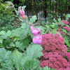 10 MIXED DRAGONSNAP VINE Asarina Scandens Climbing Snapdragon Pink Blue Red White Flower Seeds