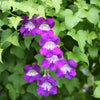 10 MIXED DRAGONSNAP VINE Asarina Scandens Climbing Snapdragon Pink Blue Red White Flower Seeds