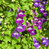 10 MIXED DRAGONSNAP VINE Asarina Scandens Climbing Snapdragon Pink Blue Red White Flower Seeds