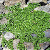 1g 27,500 BULK CORSICAN MINT Mentha Requienii Fragrant Hern Ground Cover Flower 1 Gram Seeds