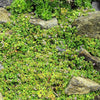 1g 27,500 BULK CORSICAN MINT Mentha Requienii Fragrant Hern Ground Cover Flower 1 Gram Seeds