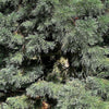 40 GIANT SEQUOIA Sequoiadendron Giganteum Sierra Redwood Tree Seeds