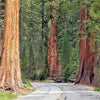 40 GIANT SEQUOIA Sequoiadendron Giganteum Sierra Redwood Tree Seeds