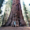 40 GIANT SEQUOIA Sequoiadendron Giganteum Sierra Redwood Tree Seeds