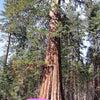 40 GIANT SEQUOIA Sequoiadendron Giganteum Sierra Redwood Tree Seeds
