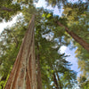 40 GIANT SEQUOIA Sequoiadendron Giganteum Sierra Redwood Tree Seeds