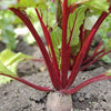 75 Giant Red BEET Mangelwurzel Mangel Mangold Wurzel Mammoth Long Beta Vulgaris Seeds