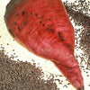 75 Giant Red BEET Mangelwurzel Mangel Mangold Wurzel Mammoth Long Beta Vulgaris Seeds