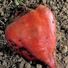 75 Giant Red BEET Mangelwurzel Mangel Mangold Wurzel Mammoth Long Beta Vulgaris Seeds