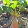 75 Giant Red BEET Mangelwurzel Mangel Mangold Wurzel Mammoth Long Beta Vulgaris Seeds