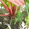 75 Giant Red BEET Mangelwurzel Mangel Mangold Wurzel Mammoth Long Beta Vulgaris Seeds