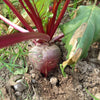 75 Giant Red BEET Mangelwurzel Mangel Mangold Wurzel Mammoth Long Beta Vulgaris Seeds