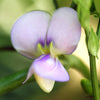 50 IRON CLAY COWPEA Food Plot Forage Vigna Unguiculata Cow Pea Bean Legume Seeds