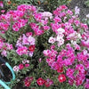 500 DOUBLE DEUCES GODETIA Grandiflora Clarkia Amoena Mixed Colors & Bicolor Flower Seeds