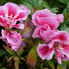 500 DOUBLE DEUCES GODETIA Grandiflora Clarkia Amoena Mixed Colors & Bicolor Flower Seeds