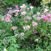 500 DOUBLE DEUCES GODETIA Grandiflora Clarkia Amoena Mixed Colors & Bicolor Flower Seeds