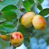 20 ASIAN DATE Jujube Ziziphus Spinosa Common Chinese Tsao Red Fruit Tree Seeds