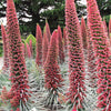 25 TOWER OF JEWELS Red Bugloss Echium Wildpretii Ruby Hummingbird Flower Seeds