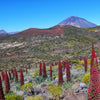 25 TOWER OF JEWELS Red Bugloss Echium Wildpretii Ruby Hummingbird Flower Seeds