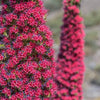 25 TOWER OF JEWELS Red Bugloss Echium Wildpretii Ruby Hummingbird Flower Seeds