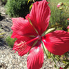 10 Red TEXAS STAR HIBISCUS Coccineus Scarlet Rosemallow Flower Seeds