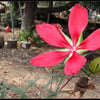 10 Red TEXAS STAR HIBISCUS Coccineus Scarlet Rosemallow Flower Seeds