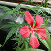10 Red TEXAS STAR HIBISCUS Coccineus Scarlet Rosemallow Flower Seeds