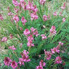 50 PINK SAINFOIN Common Onobrychis Viciifolia Holy Clover Legume Ground Cover Forage Flower Seeds