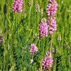 50 PINK SAINFOIN Common Onobrychis Viciifolia Holy Clover Legume Ground Cover Forage Flower Seeds