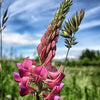 50 PINK SAINFOIN Common Onobrychis Viciifolia Holy Clover Legume Ground Cover Forage Flower Seeds