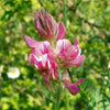 50 PINK SAINFOIN Common Onobrychis Viciifolia Holy Clover Legume Ground Cover Forage Flower Seeds