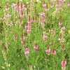 50 PINK SAINFOIN Common Onobrychis Viciifolia Holy Clover Legume Ground Cover Forage Flower Seeds