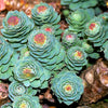 25 ROSEROOT STONECROP Golden Rose Root Sedum Rhodiola Rosea Yellow Succulent Flower Seeds