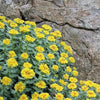 25 ROSEROOT STONECROP Golden Rose Root Sedum Rhodiola Rosea Yellow Succulent Flower Seeds