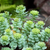 25 ROSEROOT STONECROP Golden Rose Root Sedum Rhodiola Rosea Yellow Succulent Flower Seeds
