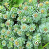 25 ROSEROOT STONECROP Golden Rose Root Sedum Rhodiola Rosea Yellow Succulent Flower Seeds