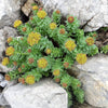 25 ROSEROOT STONECROP Golden Rose Root Sedum Rhodiola Rosea Yellow Succulent Flower Seeds