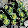 25 ROSEROOT STONECROP Golden Rose Root Sedum Rhodiola Rosea Yellow Succulent Flower Seeds