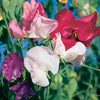 60 Mixed Colors SWEET PEA ROYAL Family Mix Lathyrus Odoratus Flower Vine Seeds