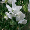 60 Mixed Colors SWEET PEA ROYAL Family Mix Lathyrus Odoratus Flower Vine Seeds