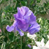 60 Mixed Colors SWEET PEA ROYAL Family Mix Lathyrus Odoratus Flower Vine Seeds