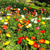 1000 MIXED Colors CALIFORNIA POPPY (Ballerina / Mission Bells) Eschscholzia Californica Flower Seeds